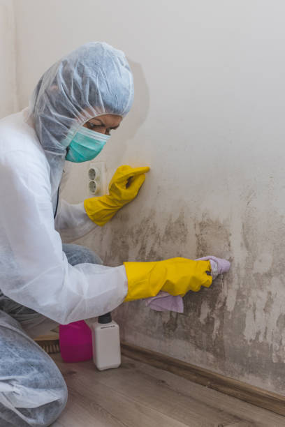 Forensic Mold Investigation in Nooksack, WA