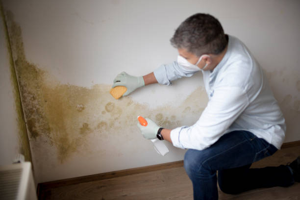 Best Mold Remediation for Vacation Homes  in Nooksack, WA