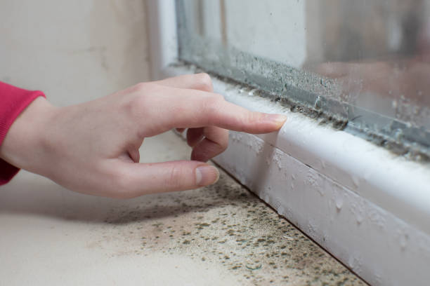 Best Mold Prevention Services  in Nooksack, WA