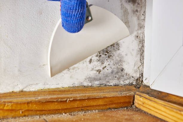 Best Mold Remediation for Healthcare Facilities  in Nooksack, WA